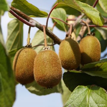 Kiwi - Actinidia deliciosa Koryoku (vrouwelijk)