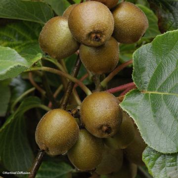 Gele kiwi - Actinidia chinensis Minkigold