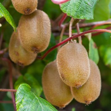 Kiwi - Actinidia deliciosa Boskoop