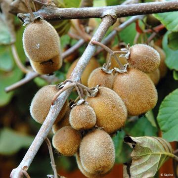 Kiwi - Actinidia chinensis Solissimo BIO