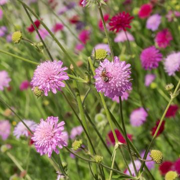 Knautia macedonica Melton Pastels - Beemdkroon
