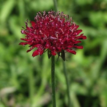 Knautia macedonica - Beemdkroon