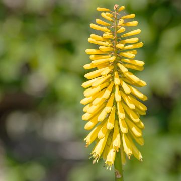 Kniphofia Dingaan - Vuurpijl