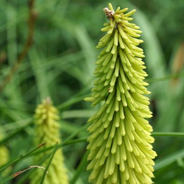 Kniphofia Green Jade - Vuurpijl