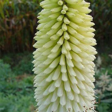 Kniphofia Ice Queen - Vuurpijl