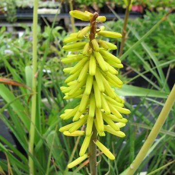 Kniphofia Little Maid - Vuurpijl