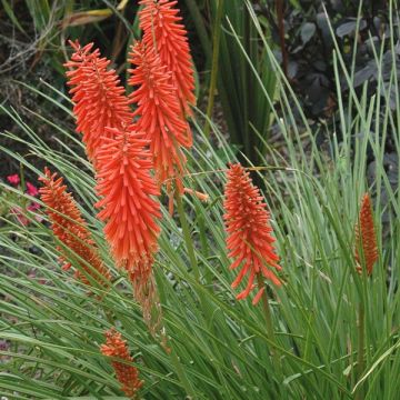 Kniphofia Nancy's Red - Vuurpijl