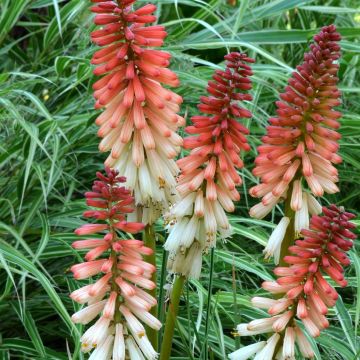 Kniphofia uvaria Orange Vanilla Popsicle - Vuurpijl