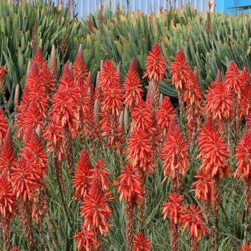 Kniphofia Red Rocket - Vuurpijl