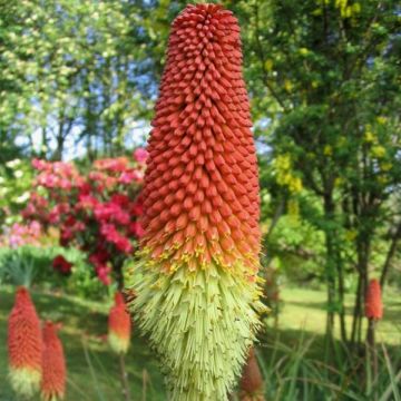 Kniphofia Royal Standard - Vuurpijl