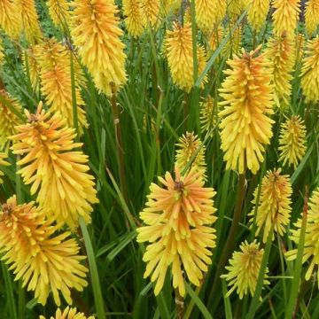 Kniphofia Wrexham Buttercup - Vuurpijl