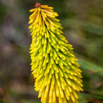 Kniphofia Wrexham Buttercup - Vuurpijl