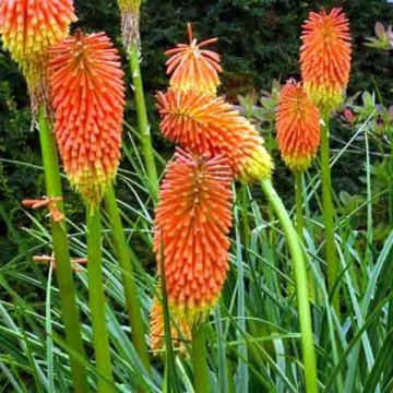 Kniphofia rooperi - Vuurpijl