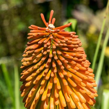 Kniphofia rooperi - Vuurpijl