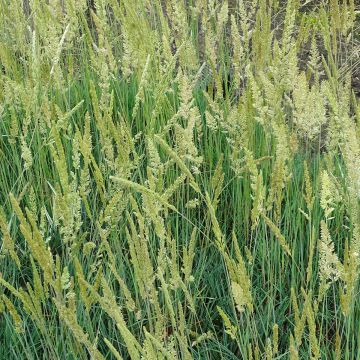 Koeleria glauca - Fakkelgras