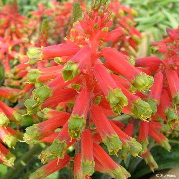 Lachenalia Rosabeth - Kaapse hyacint