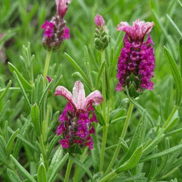 Lavandula stoechas Magical Posy Pink - Kuiflavendel