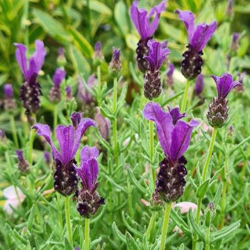 Lavandula stoechas Magical Posy Purple - Kuiflavendel