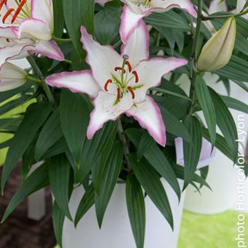 Lilium Hotline - Oosterse Lelie