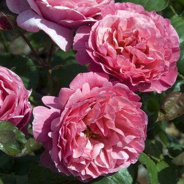 Rosa Line Renaud - Stamroos
