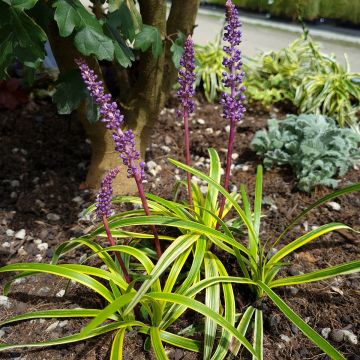 Liriope muscari Silvery Sunproof - Leliegras