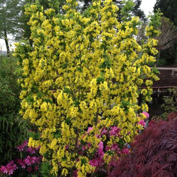Laburnum anagyroides Sunspire - Goudenregen
