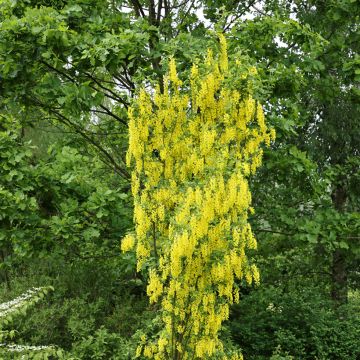 Laburnum anagyroides Yellow Rocket - Goudenregen