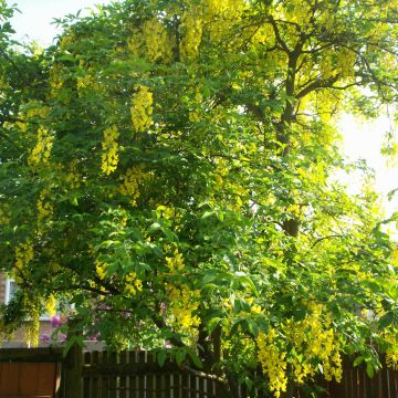 Laburnum watereri Vossii - Goudenregen