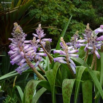 Lachenalia Rupert - Kaapse hyacint