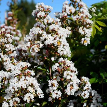 Lagerstroemia indica Neige d'Eté - Indische sering