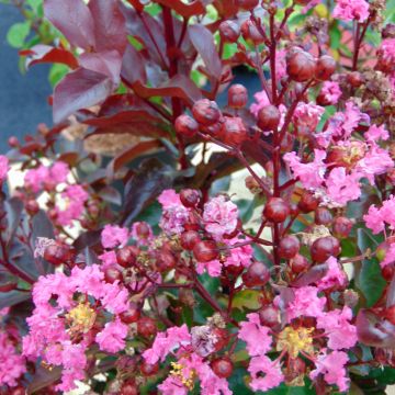 Lagerstroemia indica Rhapsody in Pink - Indische sering