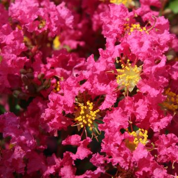 Lagerstroemia indica Bergerac - Indische sering