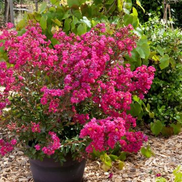Lagerstroemia indica Cherry - Indische sering