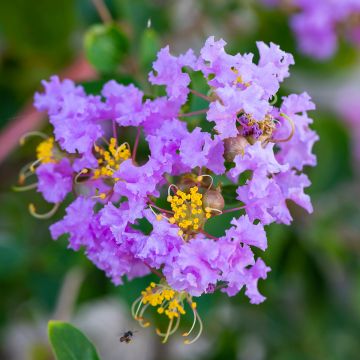 Lagerstroemia indica Cordon Bleu - Indische sering