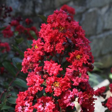 Lagerstroemia indica Dynamite - Indische sering