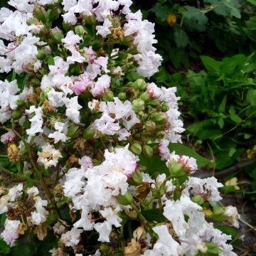 Lagerstroemia indica Petite Snow - Indische sering