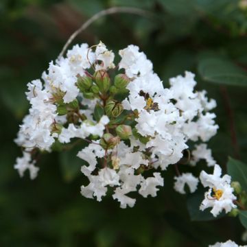 Lagerstroemia indica Pixie White - Indische sering
