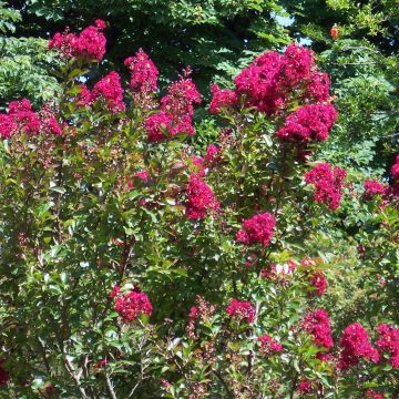 Lagerstroemia indica Rood Imperator - Indische sering