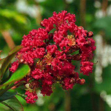 Lagerstroemia indica Rood Dwerg - Indische sering