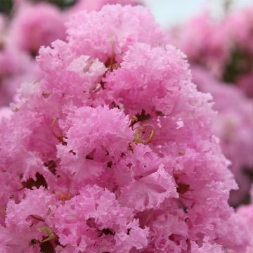 Lagerstroemia indica Soir d'Eté - Indische sering