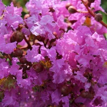 Lagerstroemia indica Souvenir d'Hubert Puard - Indische sering