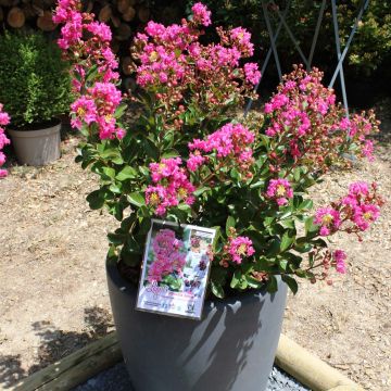 Lagerstroemia indica Terrasse Roze - Indische sering