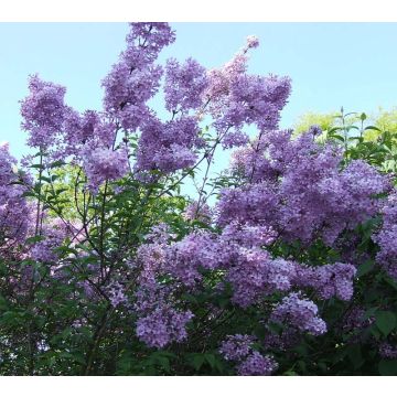 Lagerstroemia indica Violacea - Indische sering