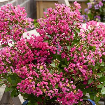 Lagerstroemia indica With Love Kiss Milarosso - Indische sering