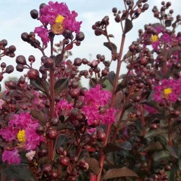Lagerstroemia indica Rhapsody In Blue - Indische sering