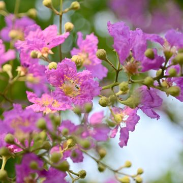 Lagerstroemia indica Violacea - Indische sering