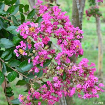 Lagerstroemia indica Mimie Rose - Indische sering