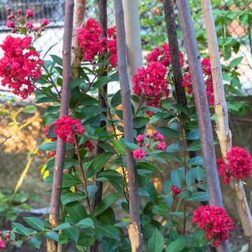 Lagerstroemia indica Terrasse Rouge - Indische sering