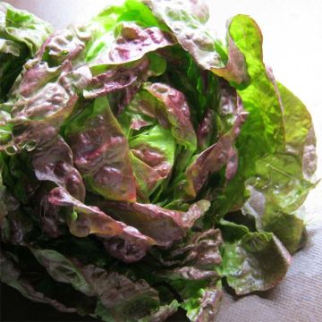 Bataviasla Kamikaze - Vilmorin rood getint blad (jonge planten)