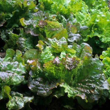 Bataviasla Rouge Grenobloise Bataviasla Rouge Grenobloise